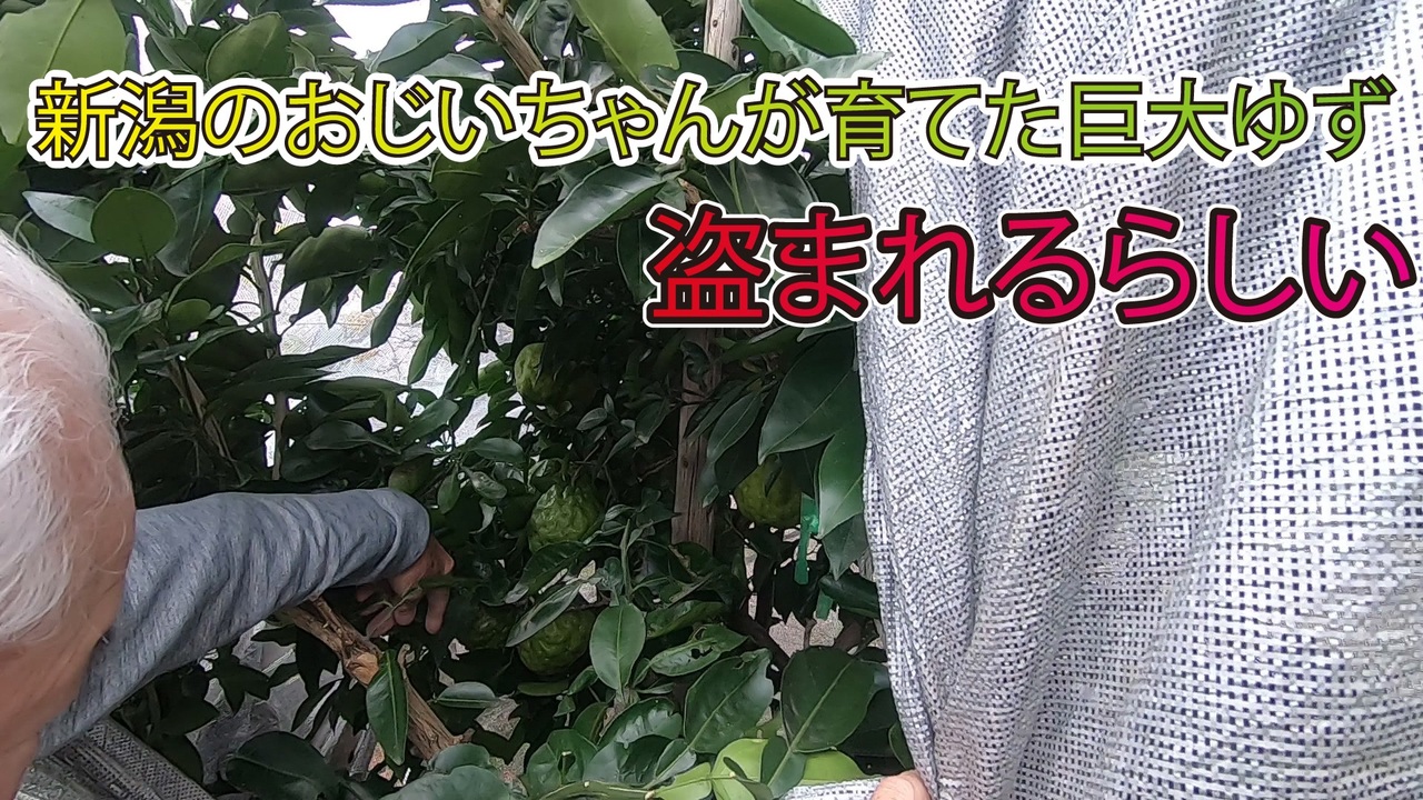 人気の 新潟弁 動画 本 ニコニコ動画