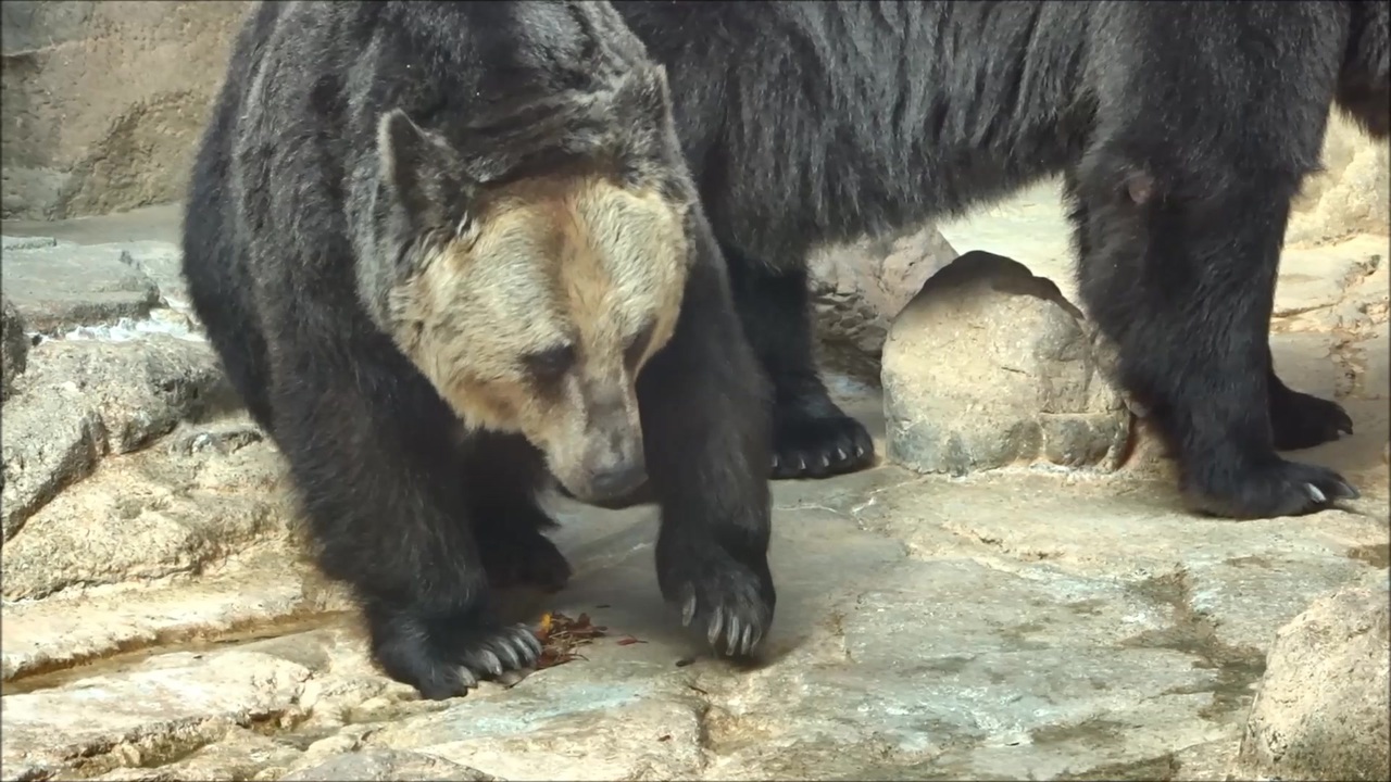 人気の 動物 熊 動画 2本 2 ニコニコ動画