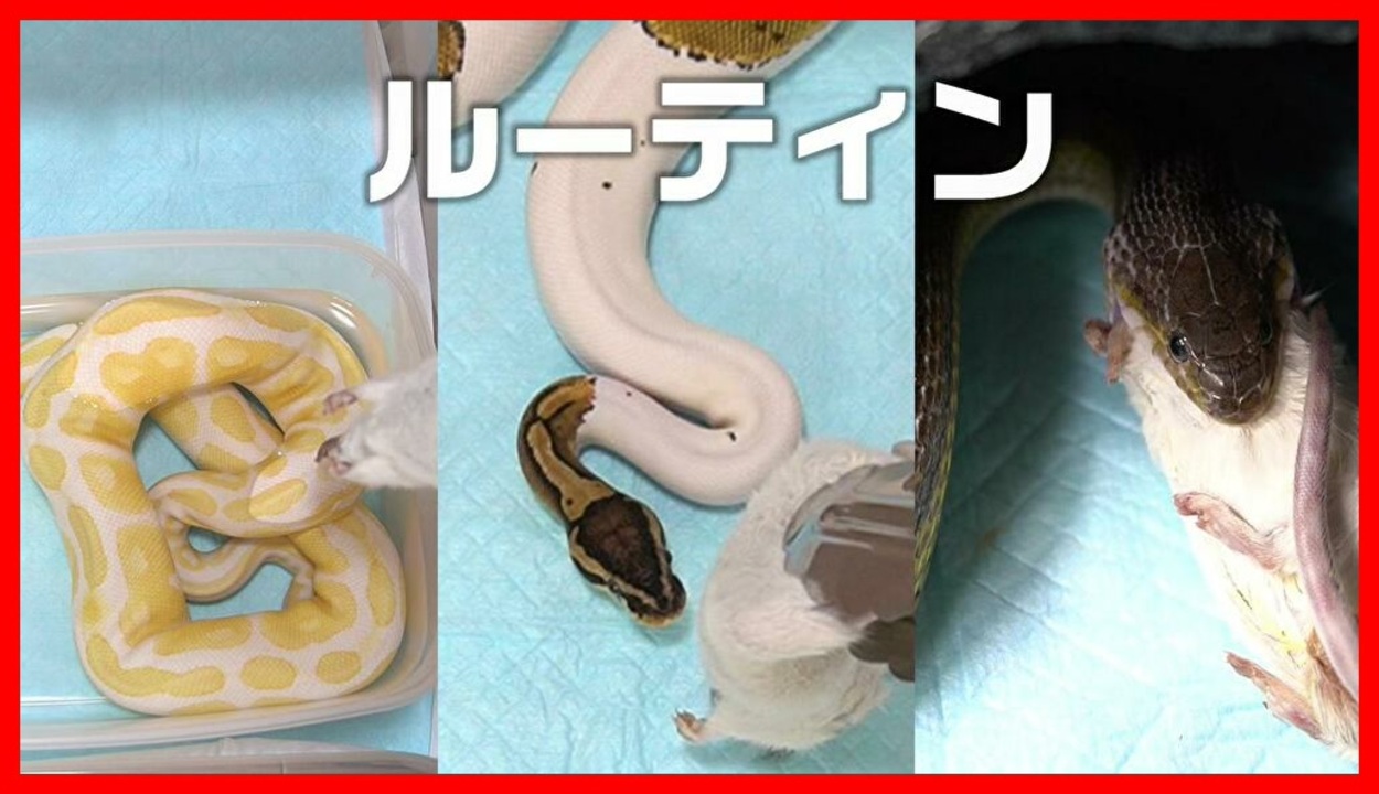 人気の 動物 ヘビ 動画 502本 16 ニコニコ動画