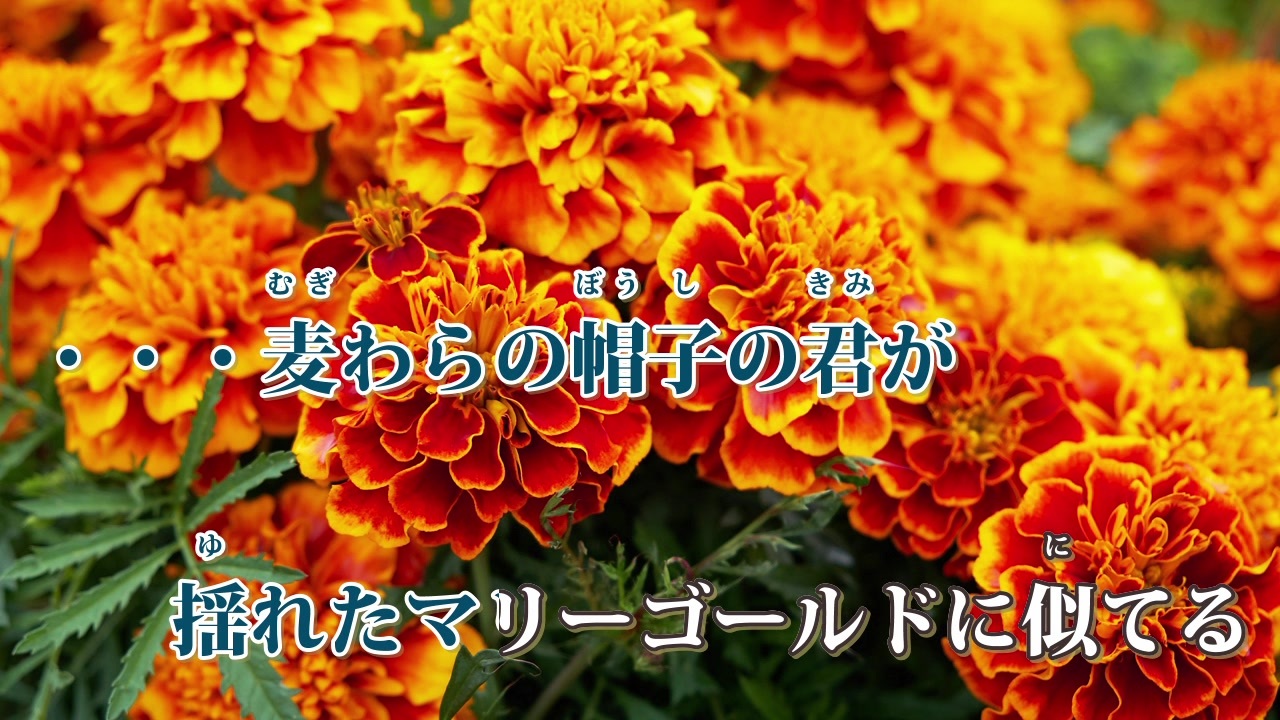 ニコカラ マリーゴールド Piano Ver Off Vocal あいみょん ニコニコ動画