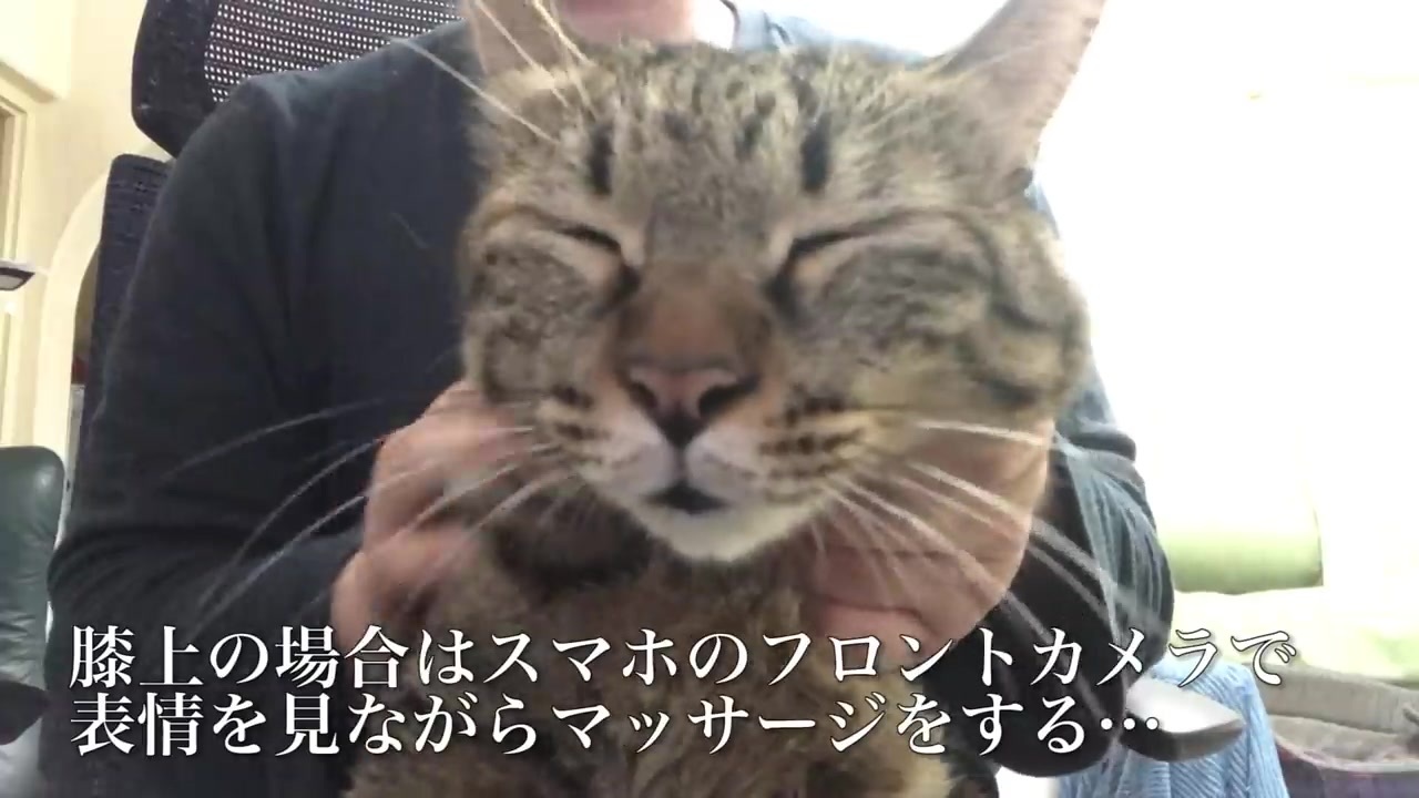 人気の ねこかます もふり手 動画 1 326本 ニコニコ動画