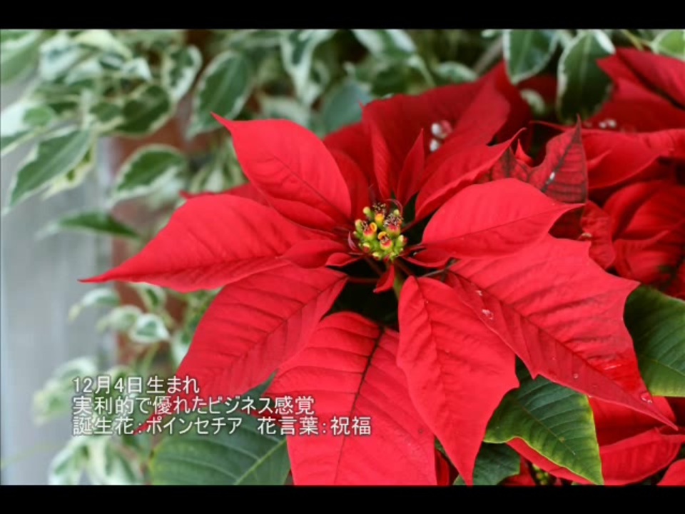 誕生日に贈る言葉 12月4日生まれの実利感覚に優れたあなたに 聴きものがたり ニコニコ動画