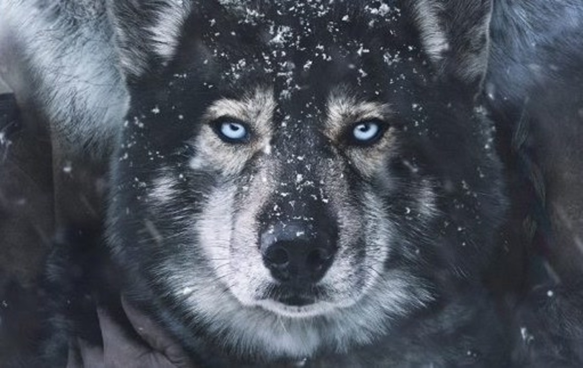 トーゴ 予告編 血清を運ぶ犬ぞりレース ニコニコ動画