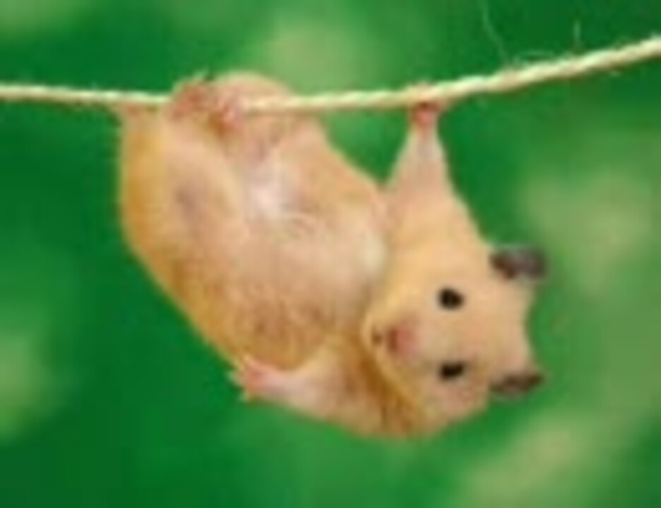 人気の どうぶつ奇想天外 動画 27本 ニコニコ動画