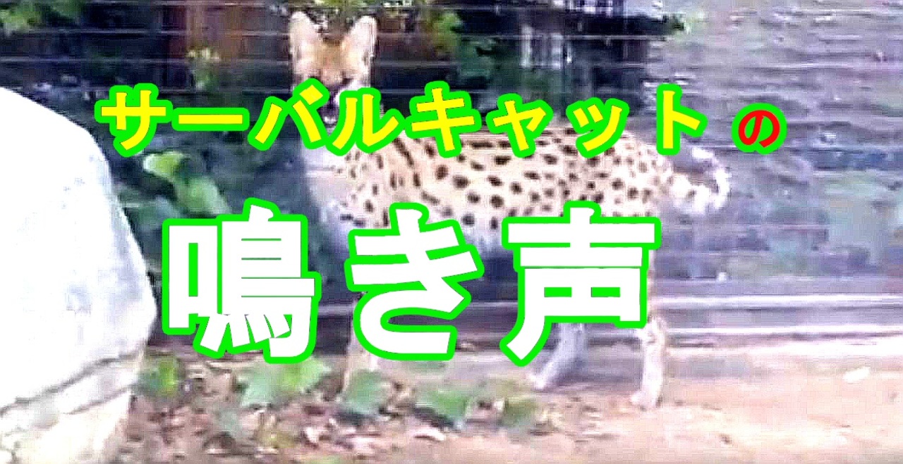 鳴き声あり サーバルキャットの鳴き声がたまらなくカワイイ 愛媛県立とべ動物園 俺の動物観察 俺のシリーズ ニコニコ動画