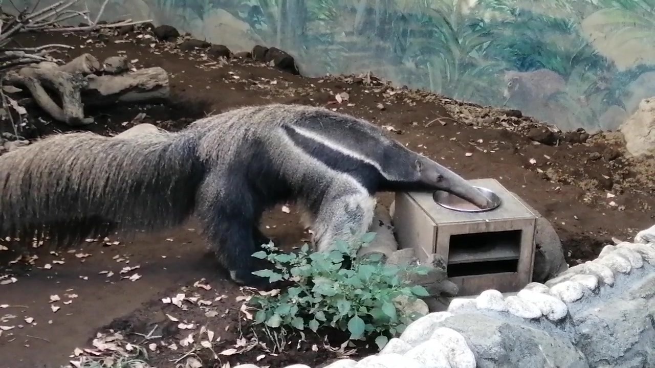 江戸川区自然動物園 オオアリクイのご飯 ニコニコ動画