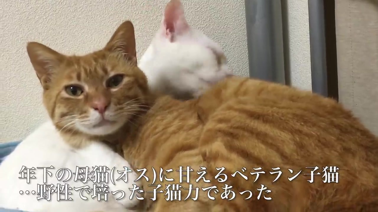 ベテラン子猫vsオス猫の暴走母性 全面対決する ニコニコ動画