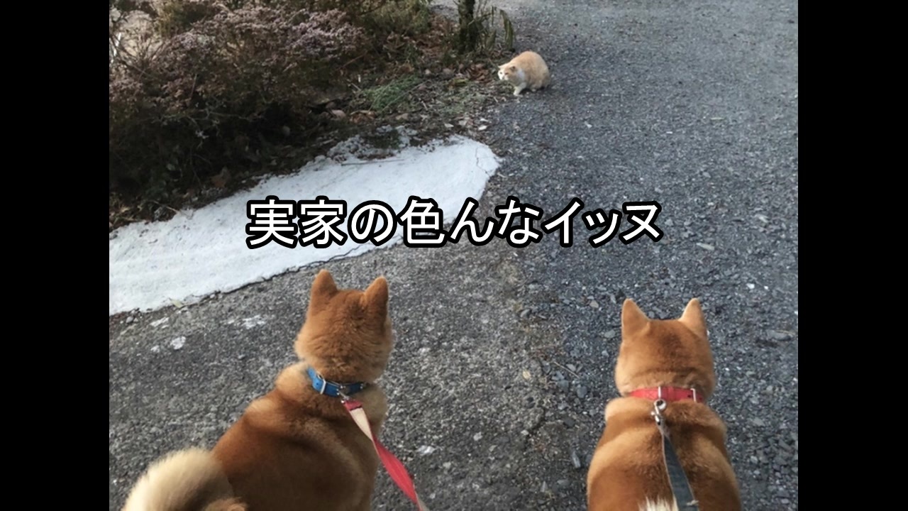 独創的 イッヌおやつの時間 Www Hallo Tv