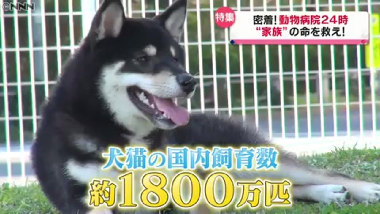 密着 動物病院 ニコニコ動画