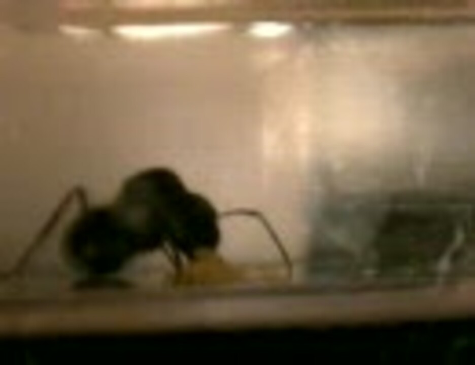 人気の 蟻 動画 1 347本 13 ニコニコ動画