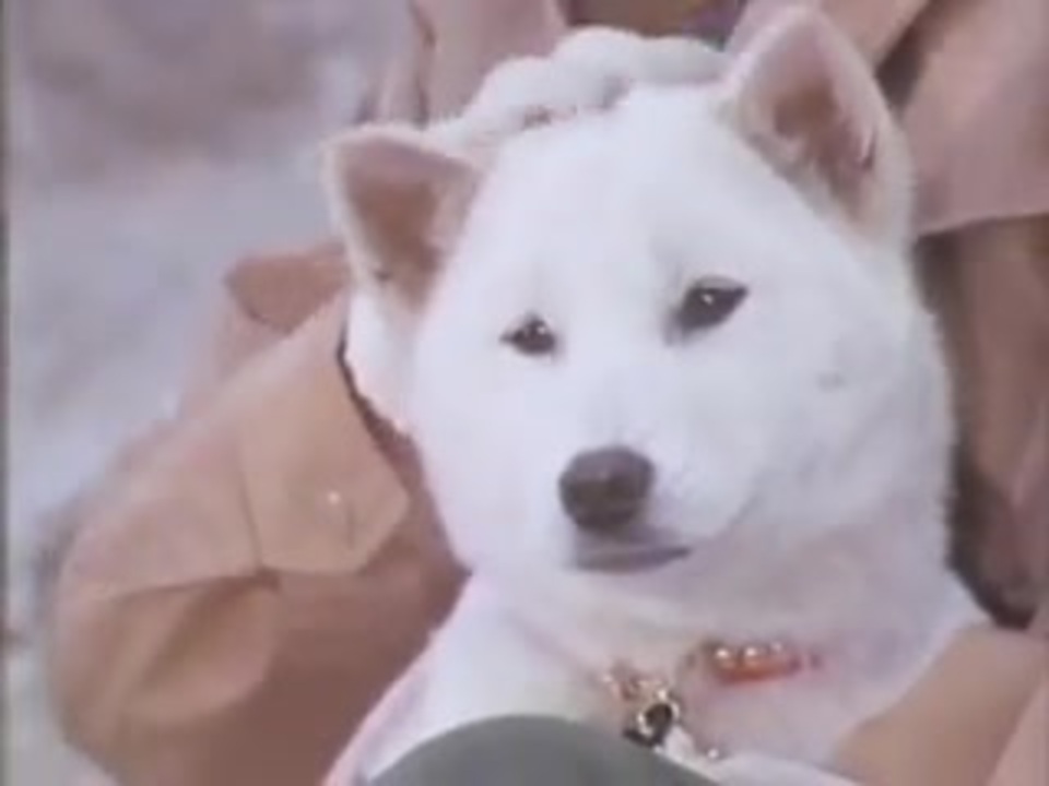 熊切剛が炎の犬 第3話 一人ぼっちへの旅立ち をあげてみる ニコニコ動画