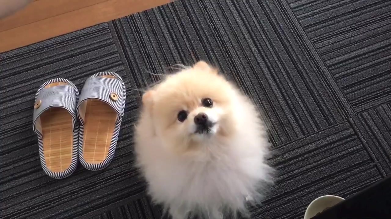 回るポメラニアン ニコニコ動画