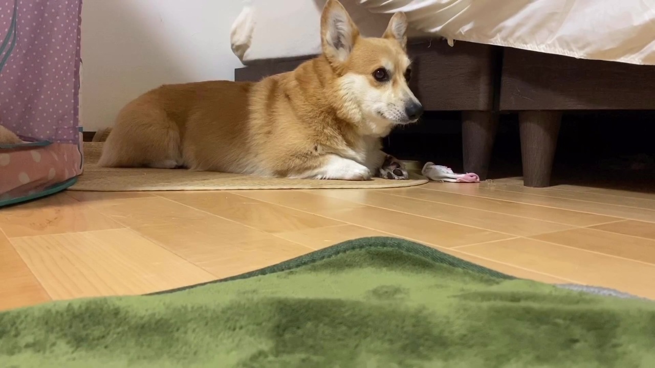 一人遊びが大好きなコーギー犬のルナ ニコニコ動画