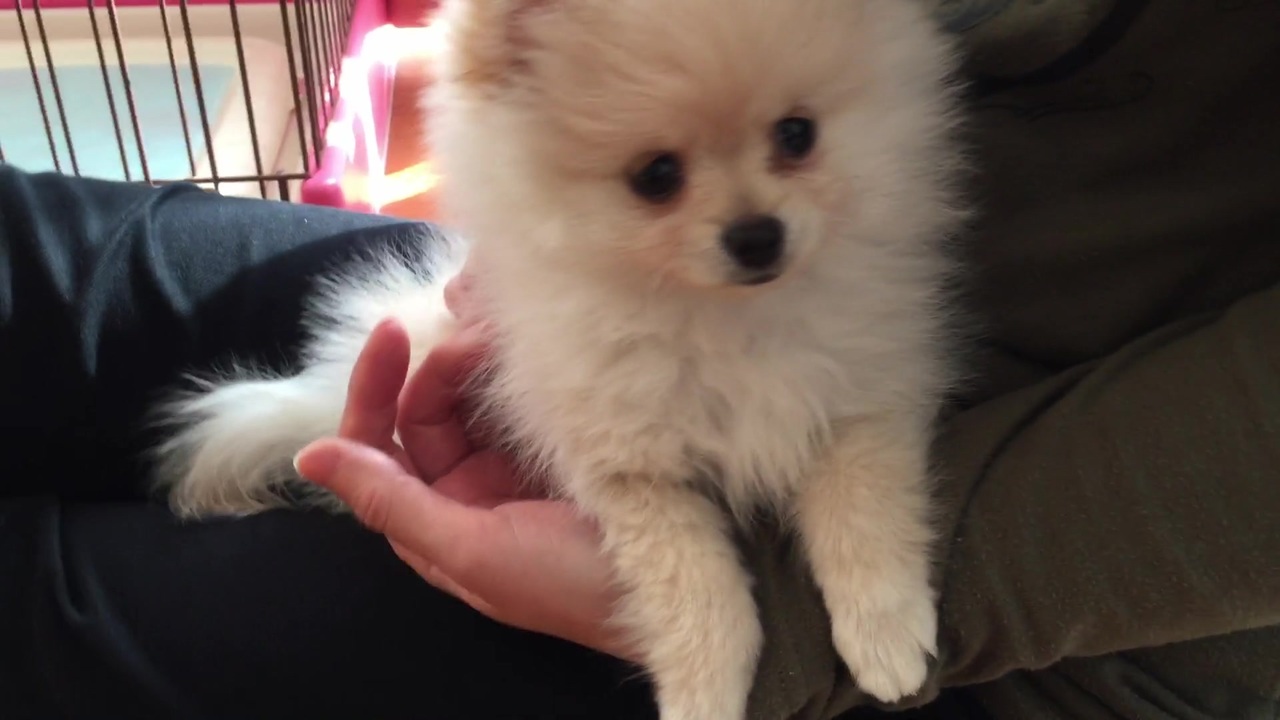人気の 子犬 もふもふ動画 動画 54本 ニコニコ動画