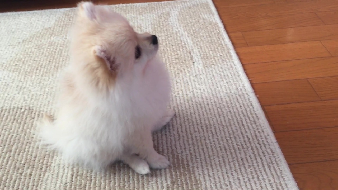 人気の ポメラニアん 動画 921本 18 ニコニコ動画