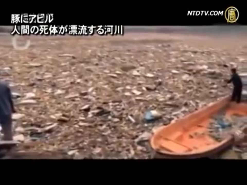 ブタ アヒル ヒトの死体であふれた川 ニコニコ動画