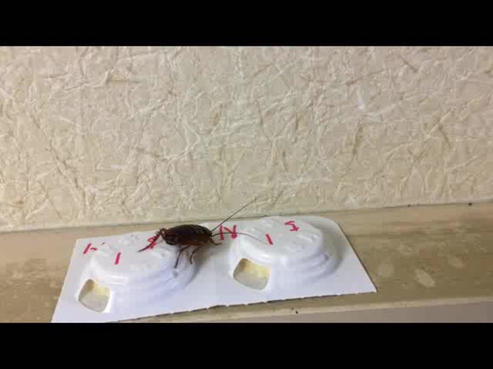 人気の ごキぶり 動画 2本 2 ニコニコ動画