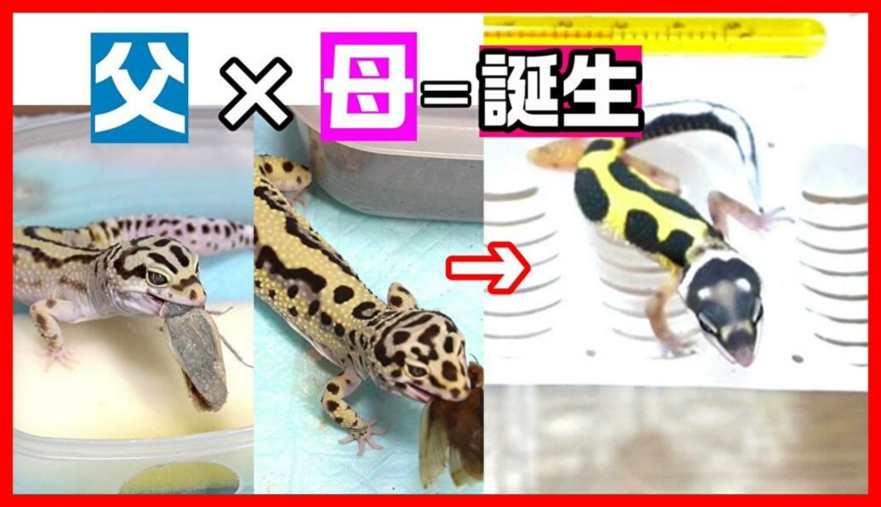 人気の ヒョウモントカゲモドキ 動画 749本 9 ニコニコ動画