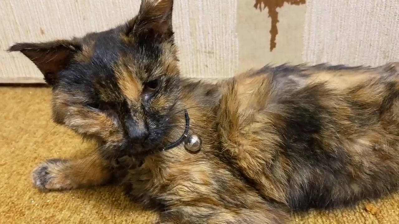 世界の片隅で保護された猫 毛皮を脱いで休息のとき ニコニコ動画