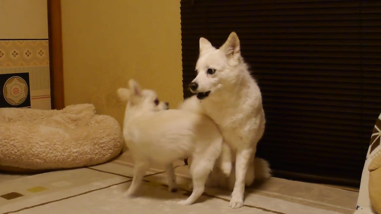 陽キャ犬 うぇえいｗ回転ヒップアタックｗｗ回転ヒップアタックｗｗ 陰キャ犬 やめろ 陽キャ犬 回転ヒップアタックｗ 陰キャ犬 W やめろ 陰キャ犬がガチギレしたら ニコニコ動画