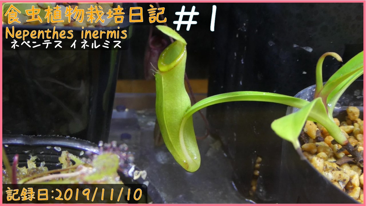 食虫植物 ネペンテス N.inermis ウツボカズラ湿度約60％以上 - jkc78.com