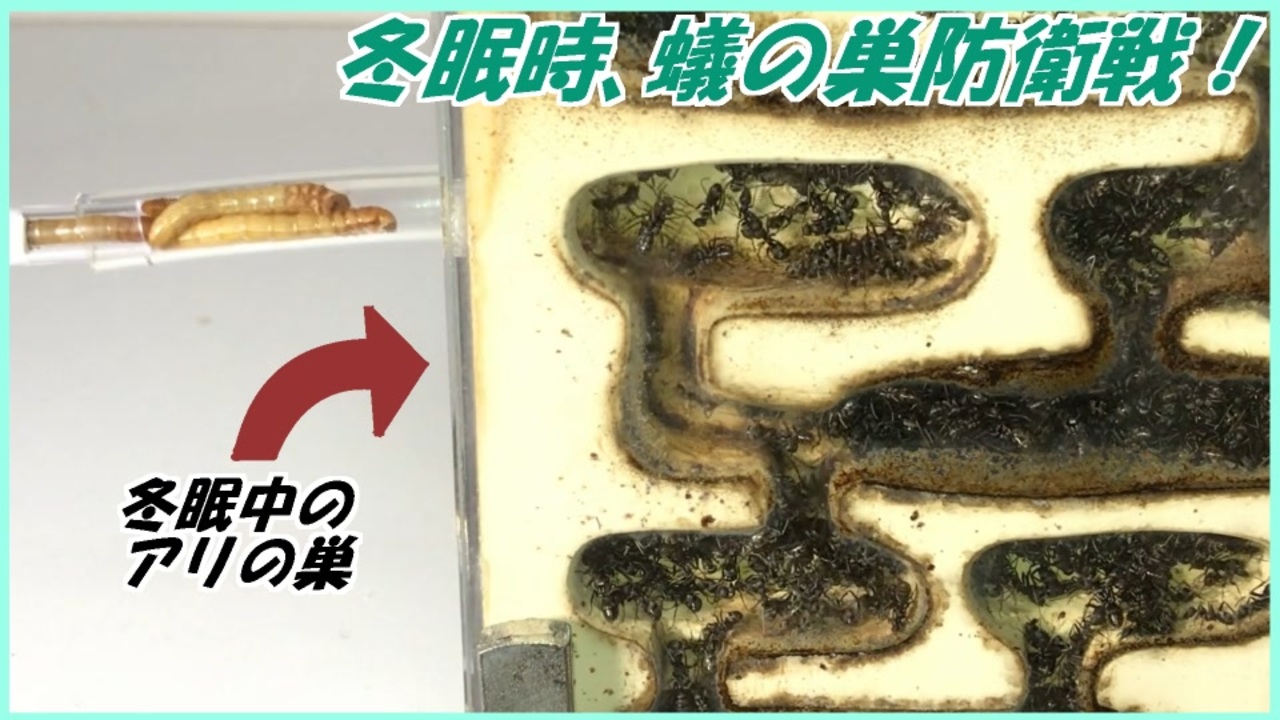 冬眠中のアリの巣に敵が侵入してきたら 熱殺蜂球アリver ニコニコ動画