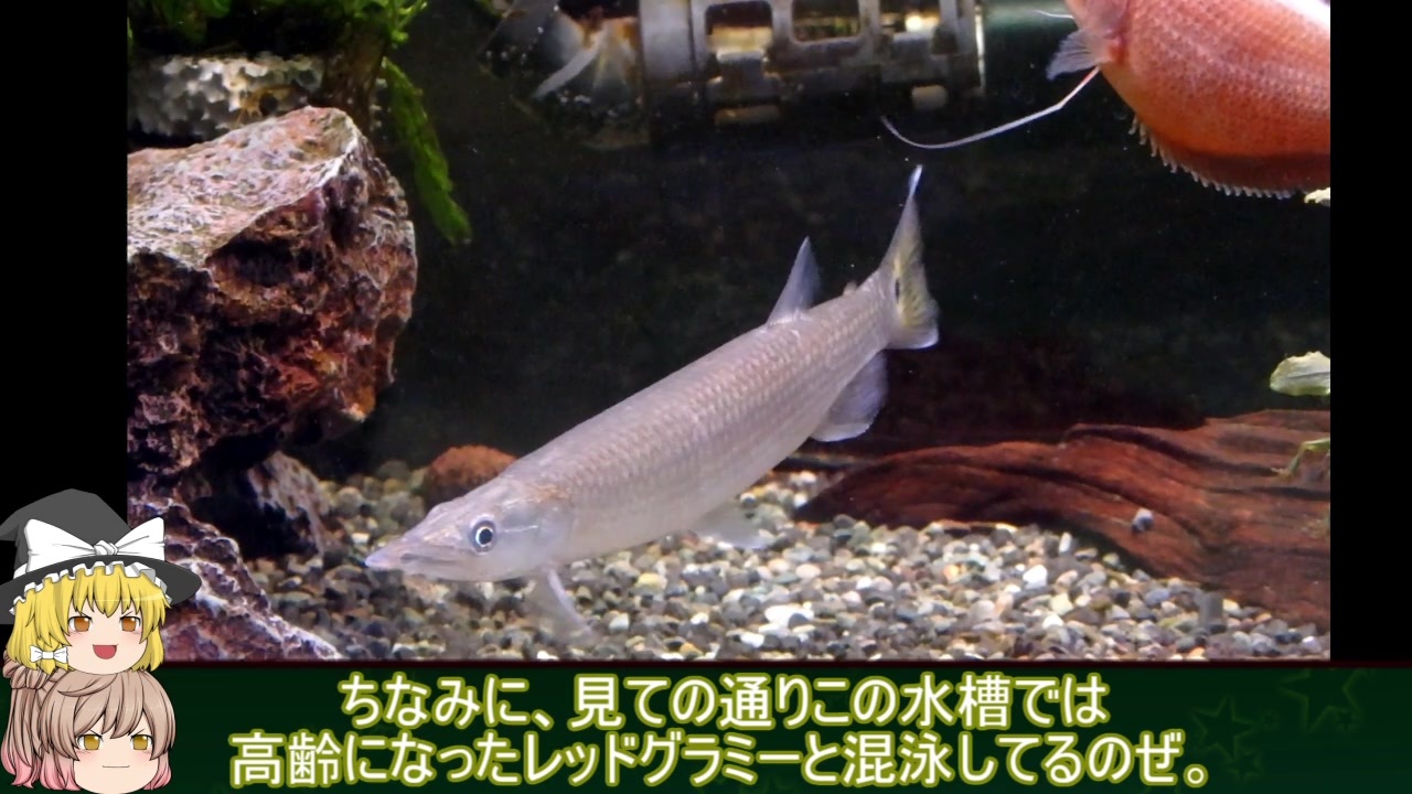 水底計画 Part5 ブラントノーズガー 成長報告 ニコニコ動画