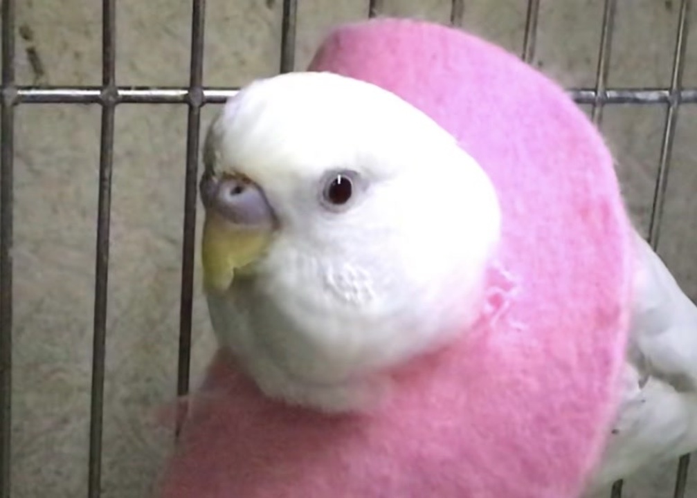 人気の 闘病日記 動画 10本 ニコニコ動画