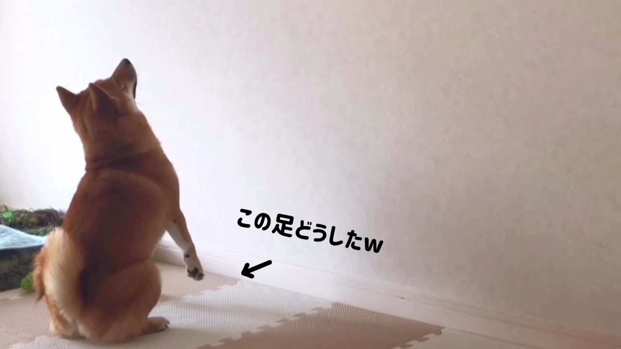 柴犬に生まれて初めてプロジェクター映像を見せた結果 夢中の表情がかわいすぎる 癒し ニコニコ動画