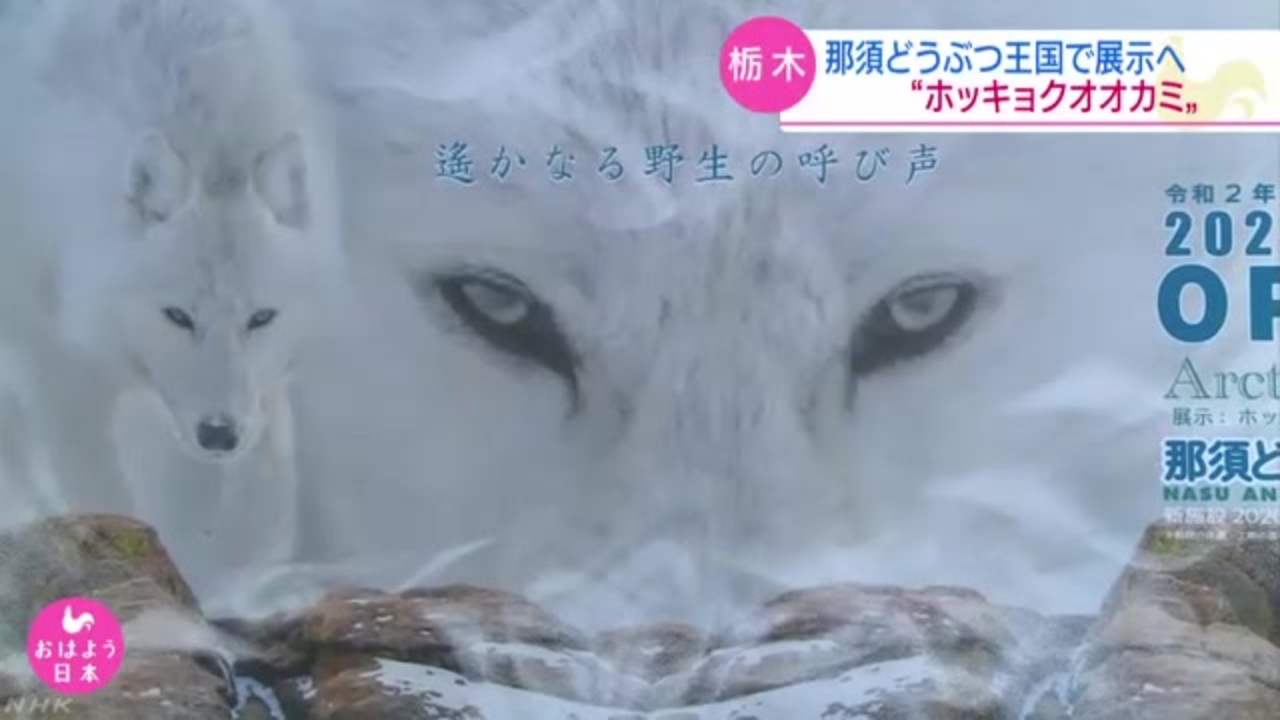 人気の ホッキョクオオカミ 動画 4本 ニコニコ動画
