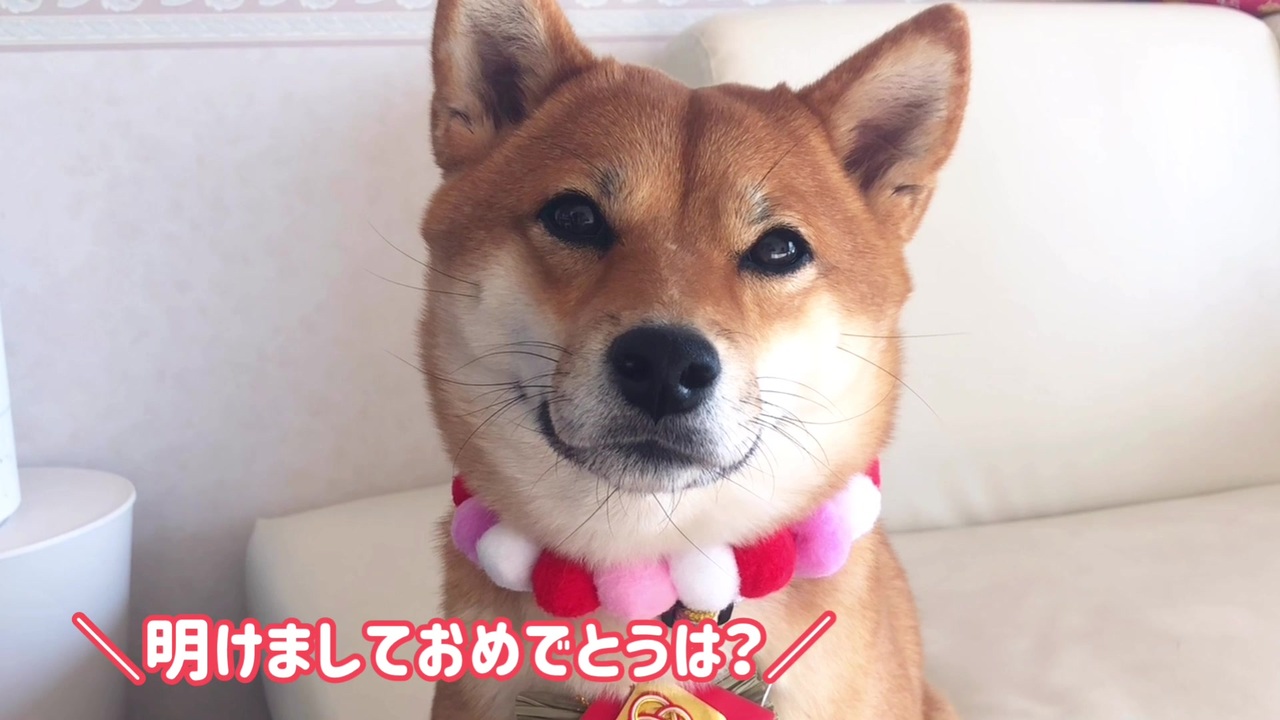 しゃべる犬 柴犬ももっぷからの新年のご挨拶 年元旦編 柴犬ももっぷ