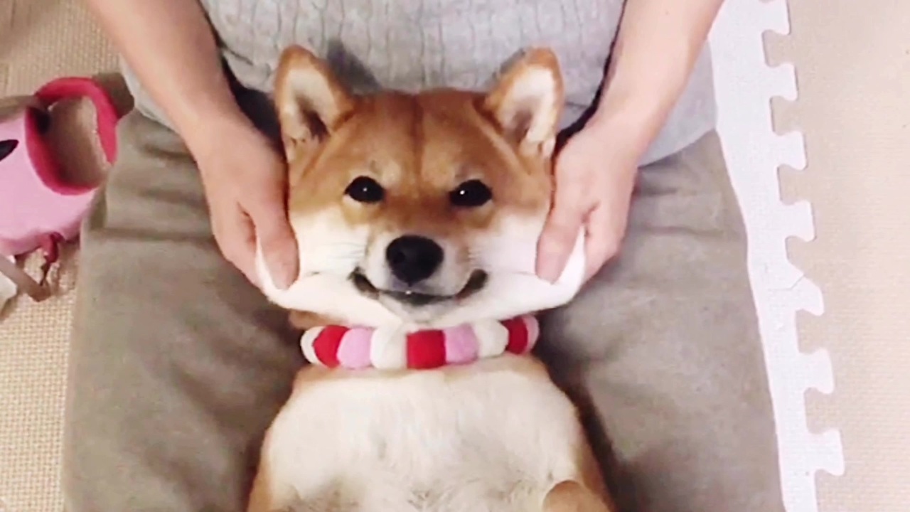 顔に餅でも入ってるんですか 柴犬の顔マッサージが可愛すぎたｗｗ ニコニコ動画