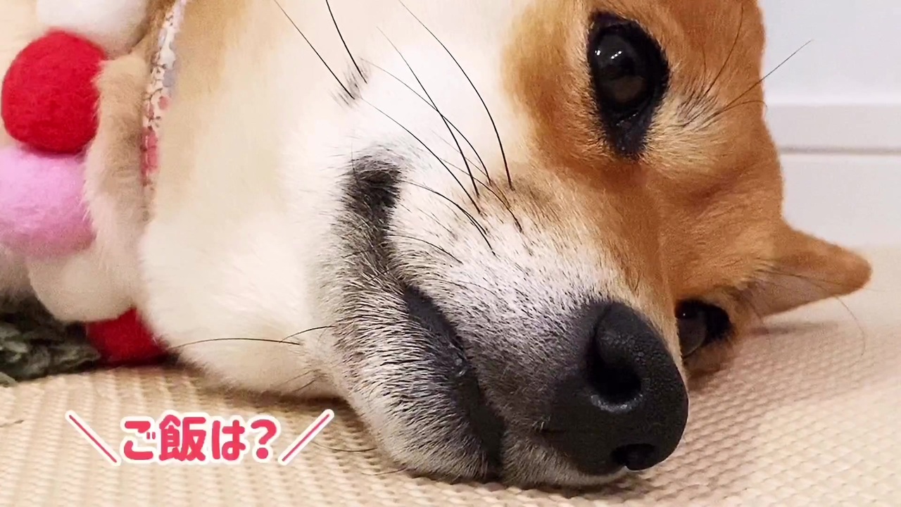 人気の 柴犬 わんわん動画 動画 564本 5 ニコニコ動画