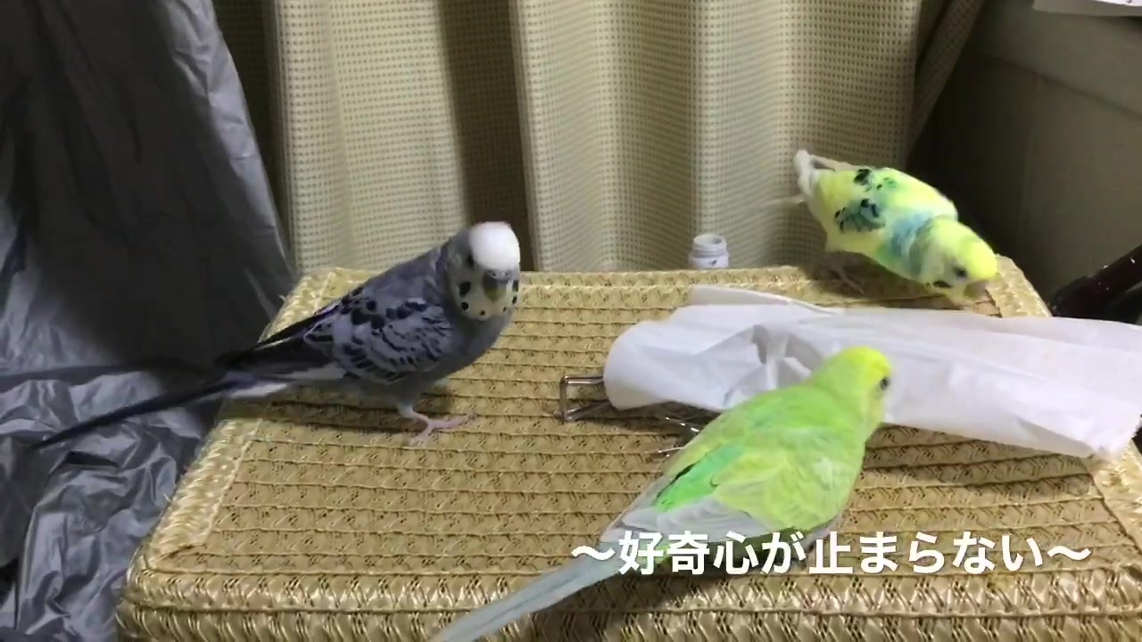 人気の 鳥 セキセイインコ 動画 4本 7 ニコニコ動画