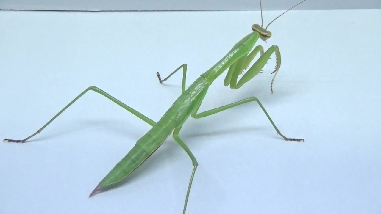 閲覧注意 再編集 オオカマキリ 幼虫 にゴキブリを食べさせてみた Tenodera Aridifolia ニコニコ動画