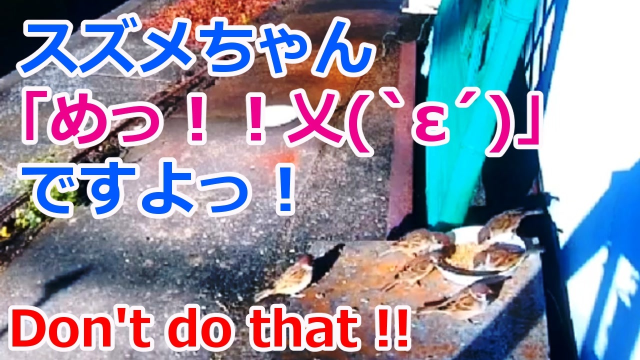 人気の すずめ 動画 538本 2 ニコニコ動画