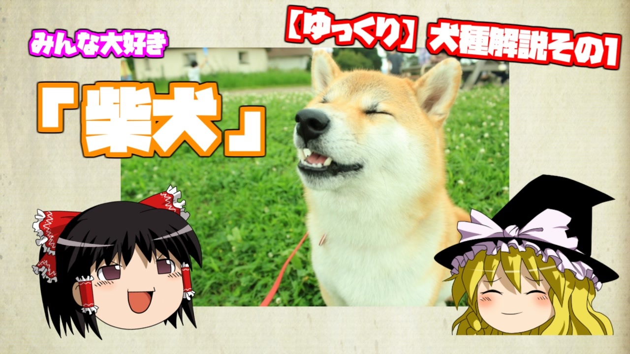 ゆっくり犬種解説 その1 柴犬 ニコニコ動画