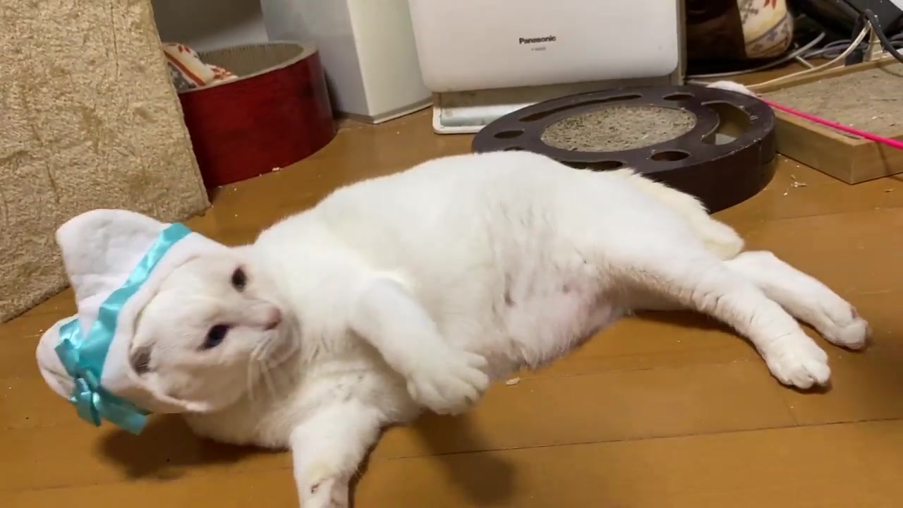 人気の 猫 白猫 動画 295本 3 ニコニコ動画