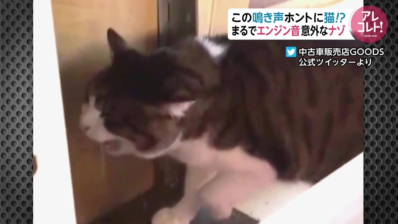 この鳴き声 ホントに猫 まるでエンジン音 意外なナゾ ニコニコ動画