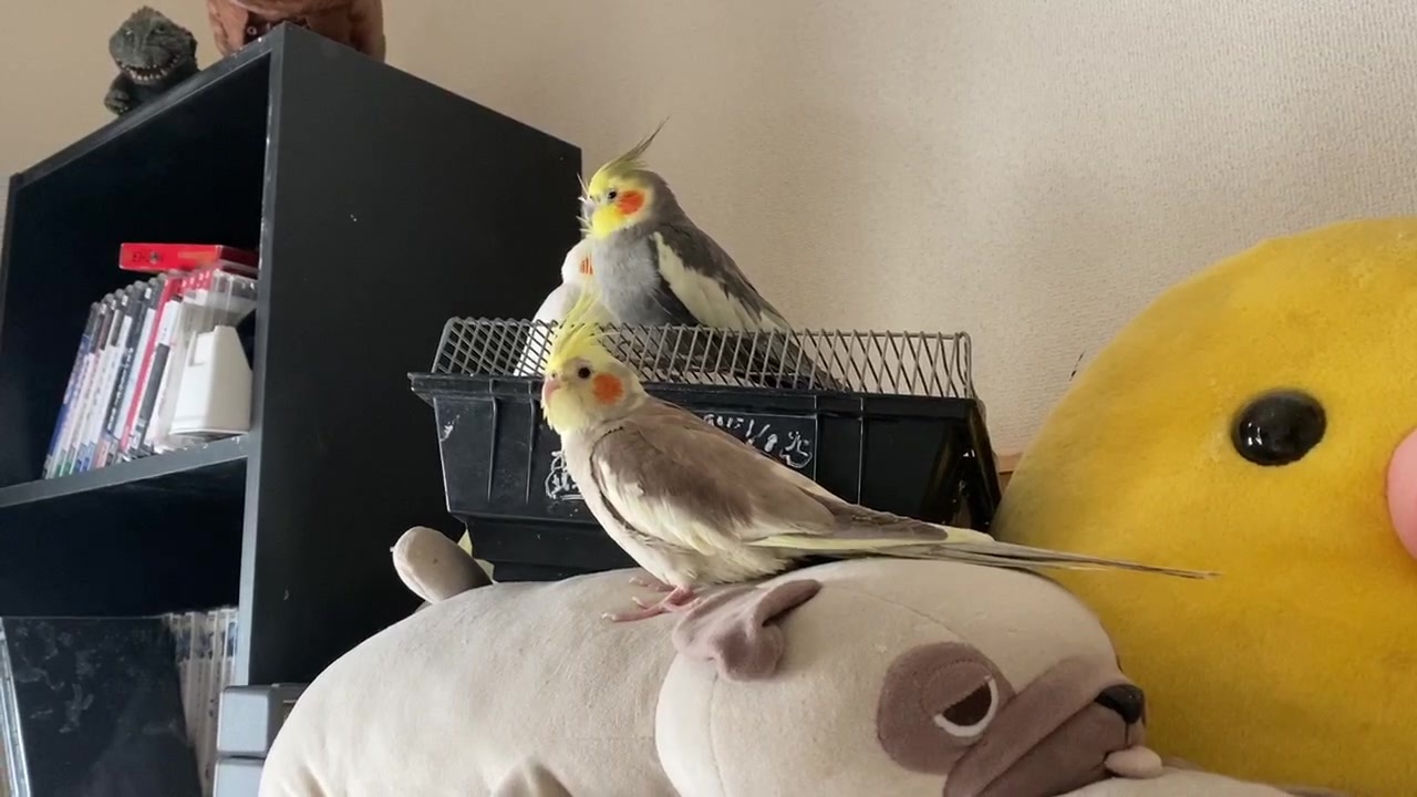 飼っているオカメインコの動画 全93件 にゃんぱすイズヒア Palmさんのシリーズ ニコニコ動画