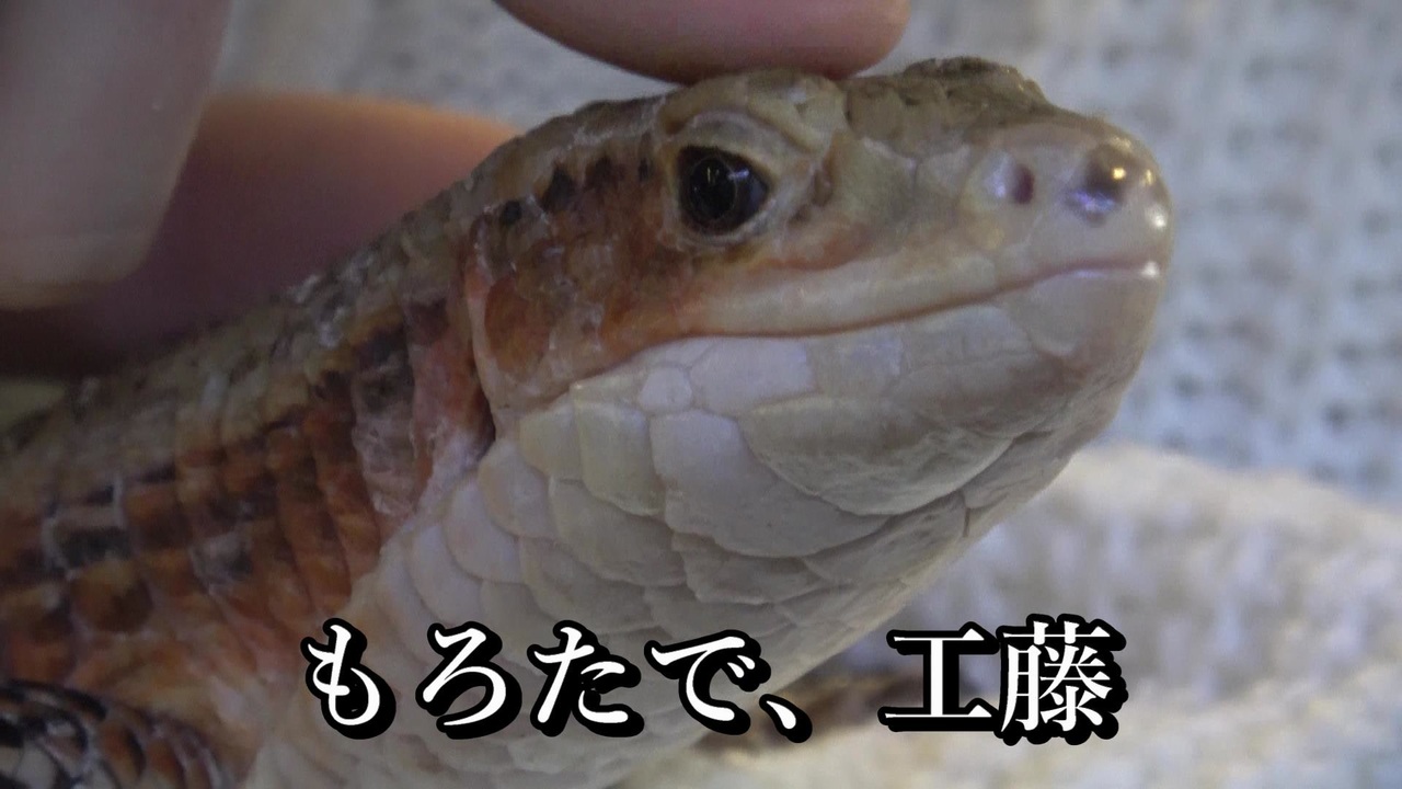 人気の とかげ 動画 725本 6 ニコニコ動画