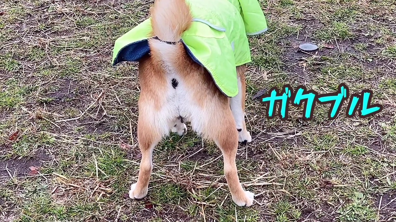 犬は喜び庭かけまわり は嘘 雪の散歩に震える柴犬 ニコニコ動画