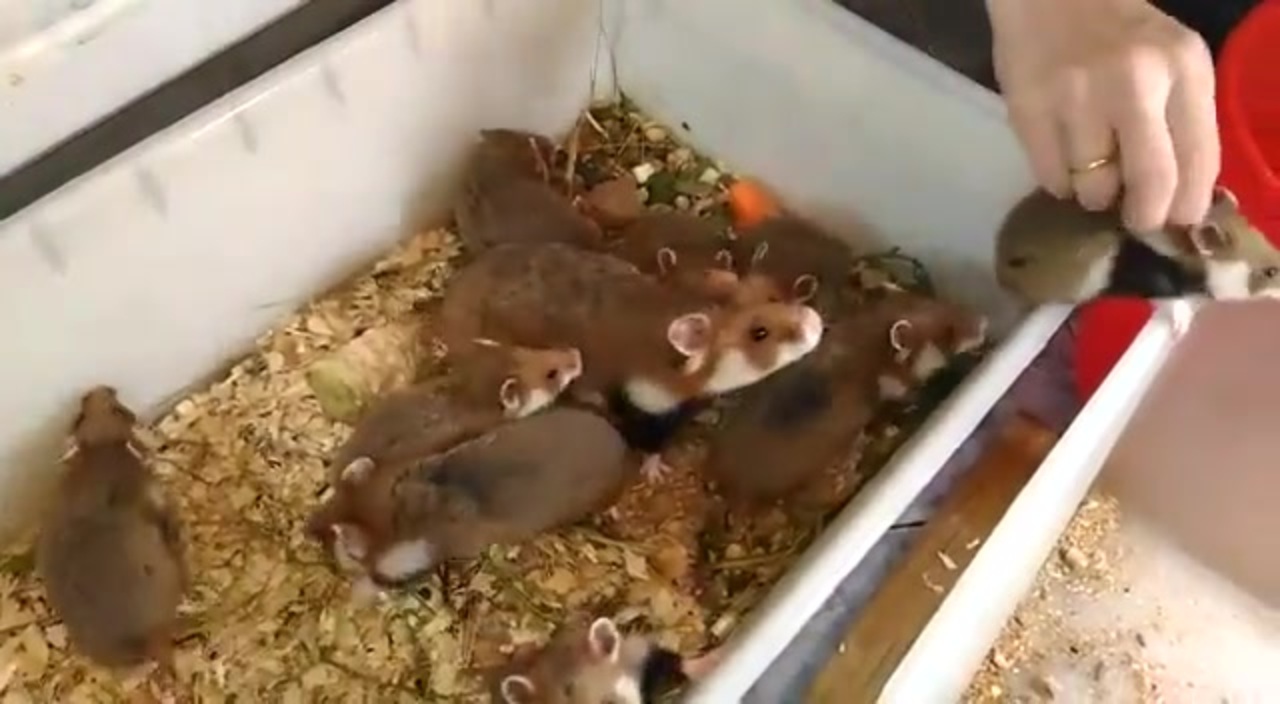 ハムスター でかい