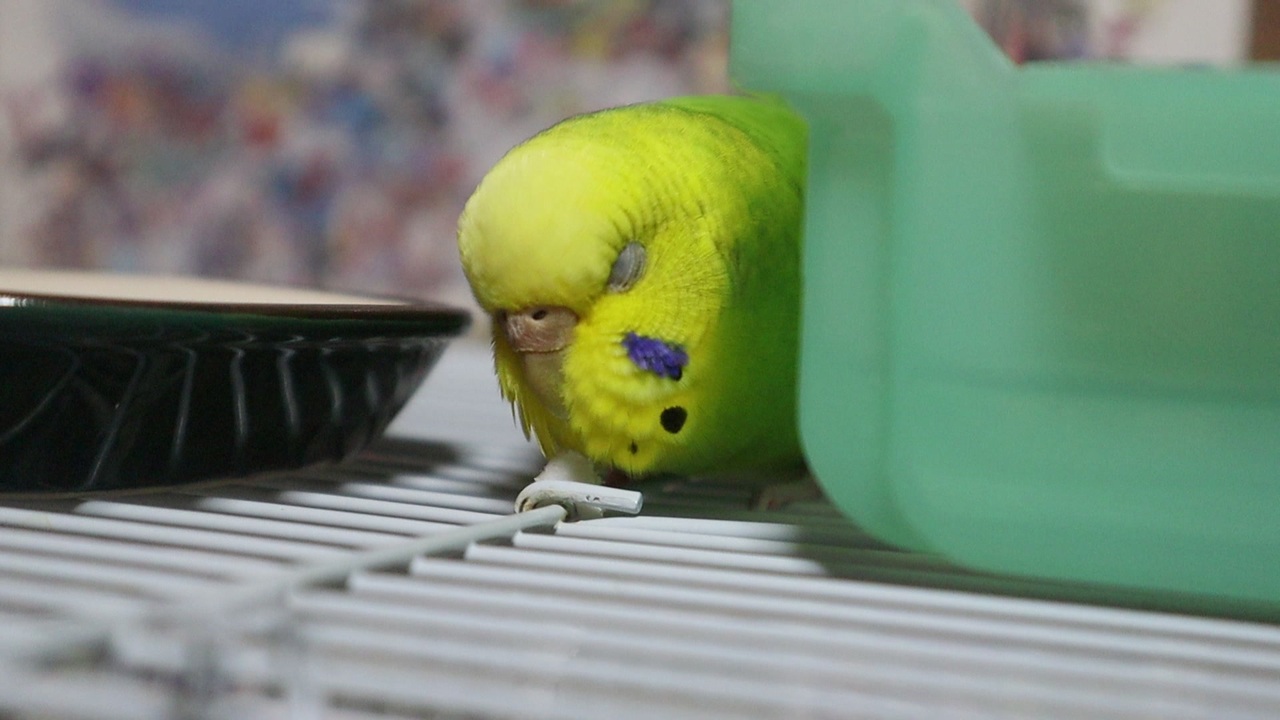 人気の ｾｷｾｲｲﾝｺ 動画 2 650本 30 ニコニコ動画