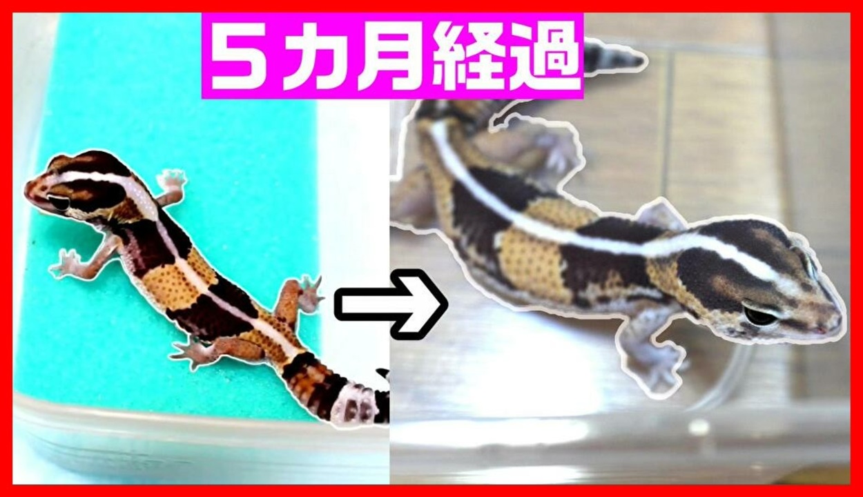 人気の 爬虫類 ヒョウモントカゲモドキ 動画 431本 6 ニコニコ動画