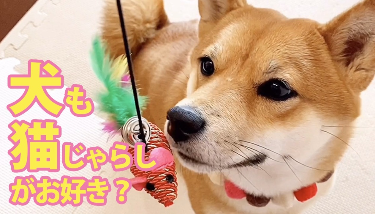 人気の 動物 柴犬 動画 4 721本 47 ニコニコ動画