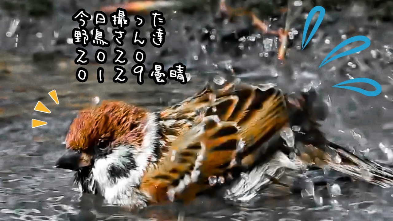 人気の すずめ 動画 538本 2 ニコニコ動画