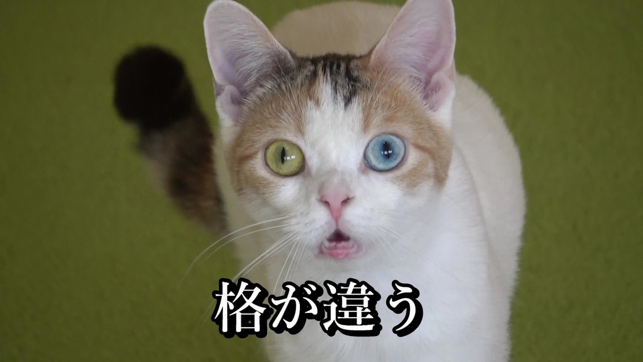 ひとり専用猫カフェ にあにゃあ に行ってみた 大阪 梅田 ニコニコ動画
