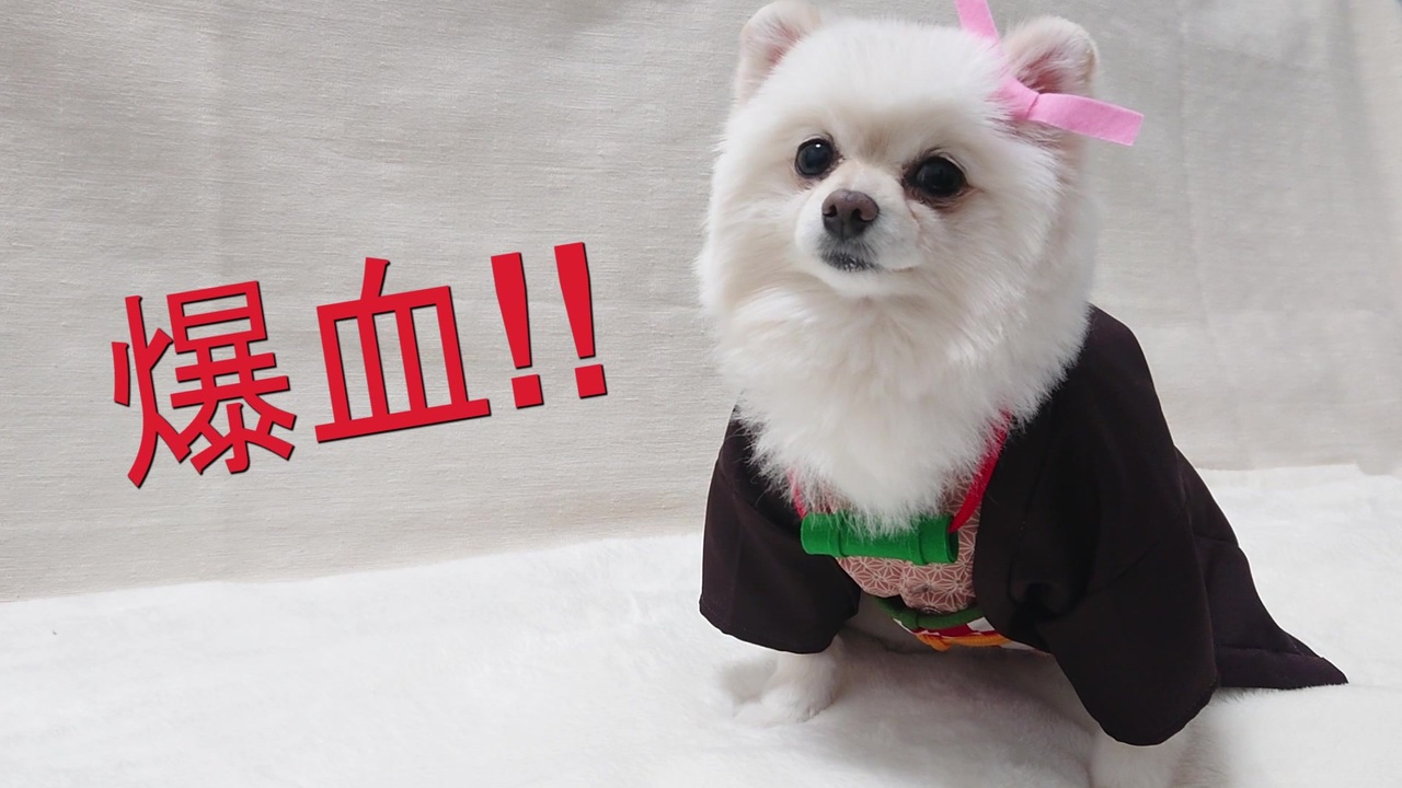 鬼滅の刃 禰豆子のコスプレ 犬服を作ってみた ニコニコ動画