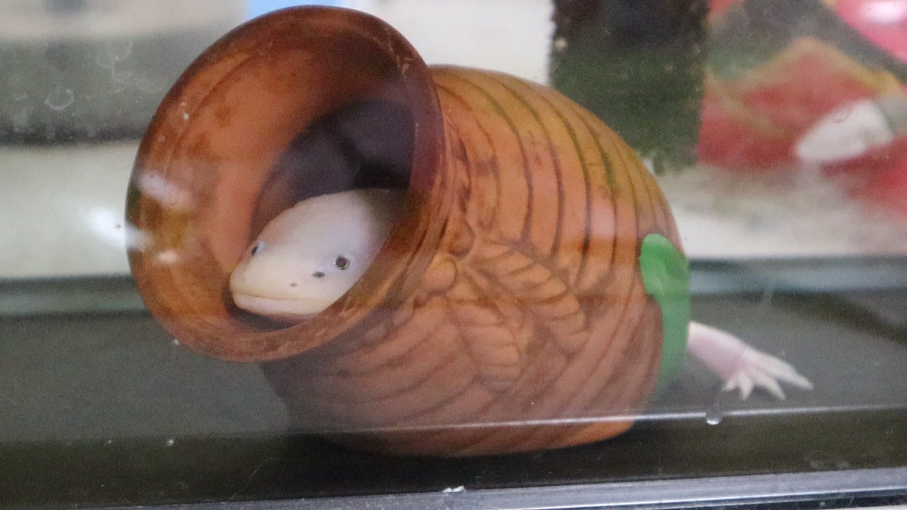 人気の 動画 42本 ニコニコ動画